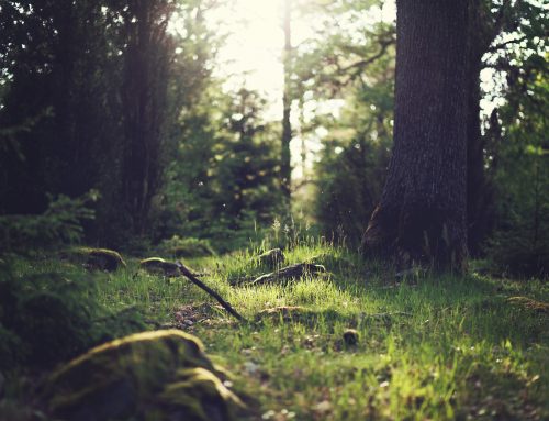 Järviseudun loistavat mahdollisuudet